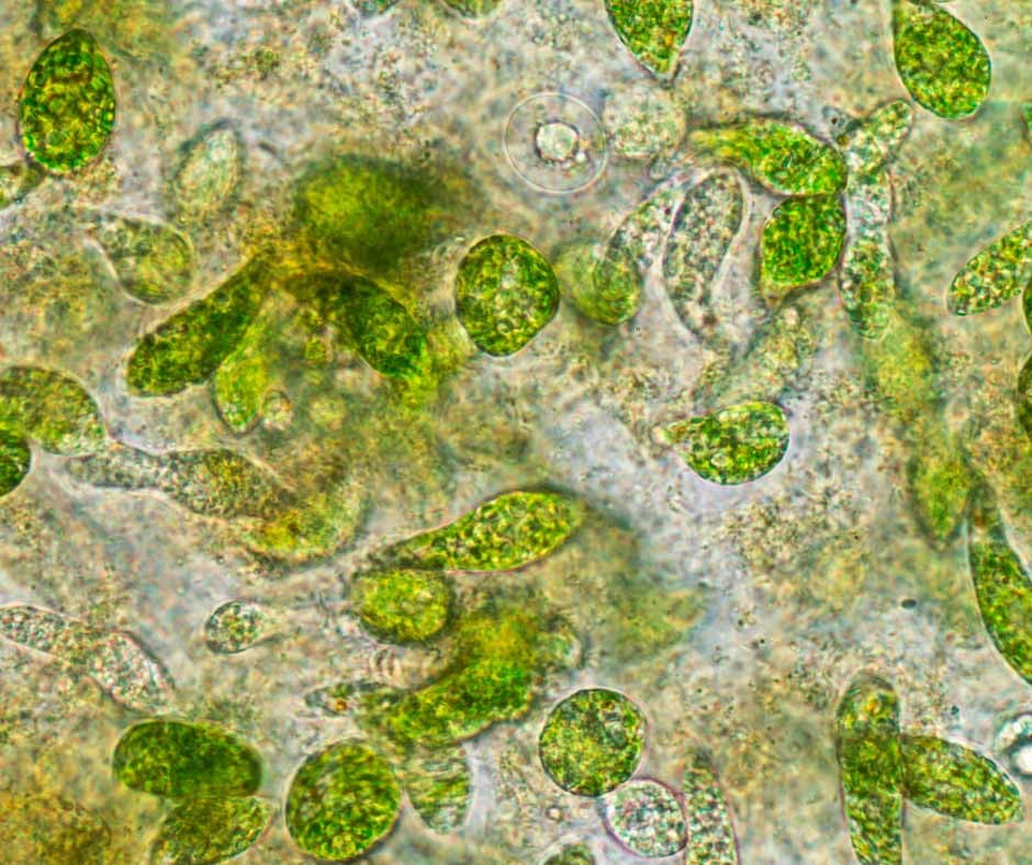 Bloom and Bust: How Phytoplankton’s Life Cycle Affects Global Carbon Levels