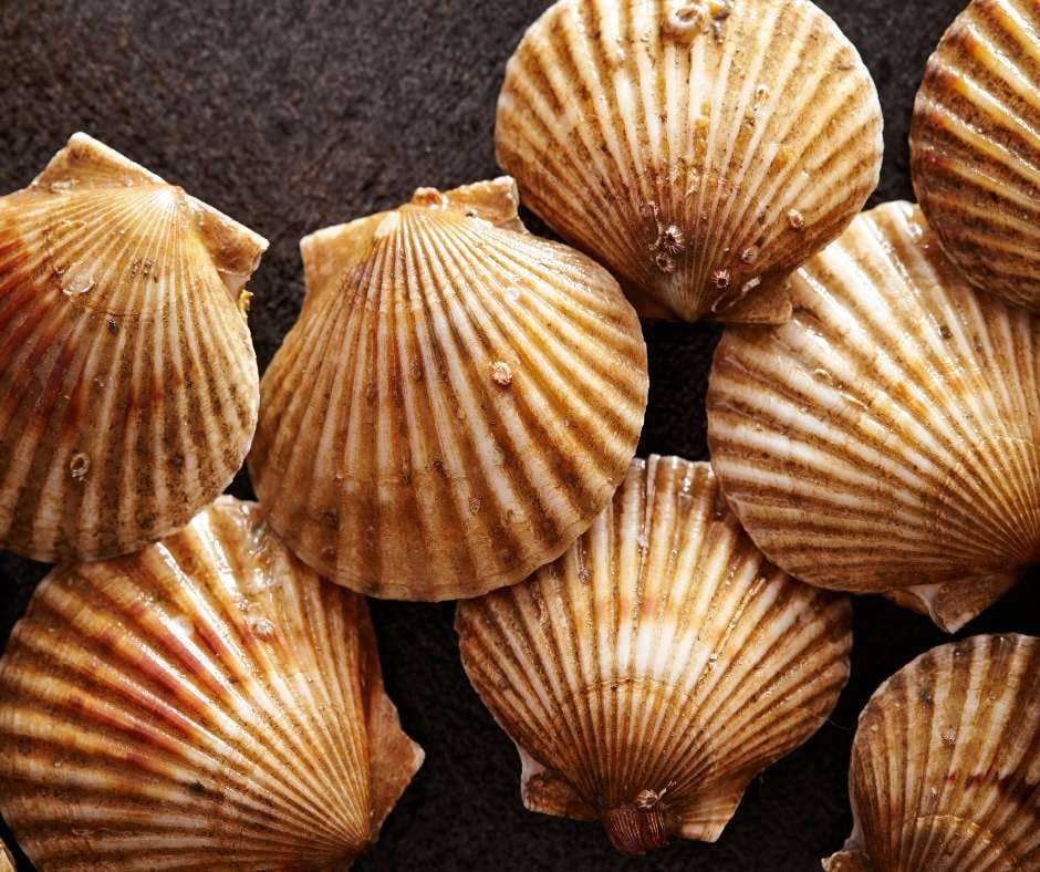 Incredible Marine Creatures: The Bivalves