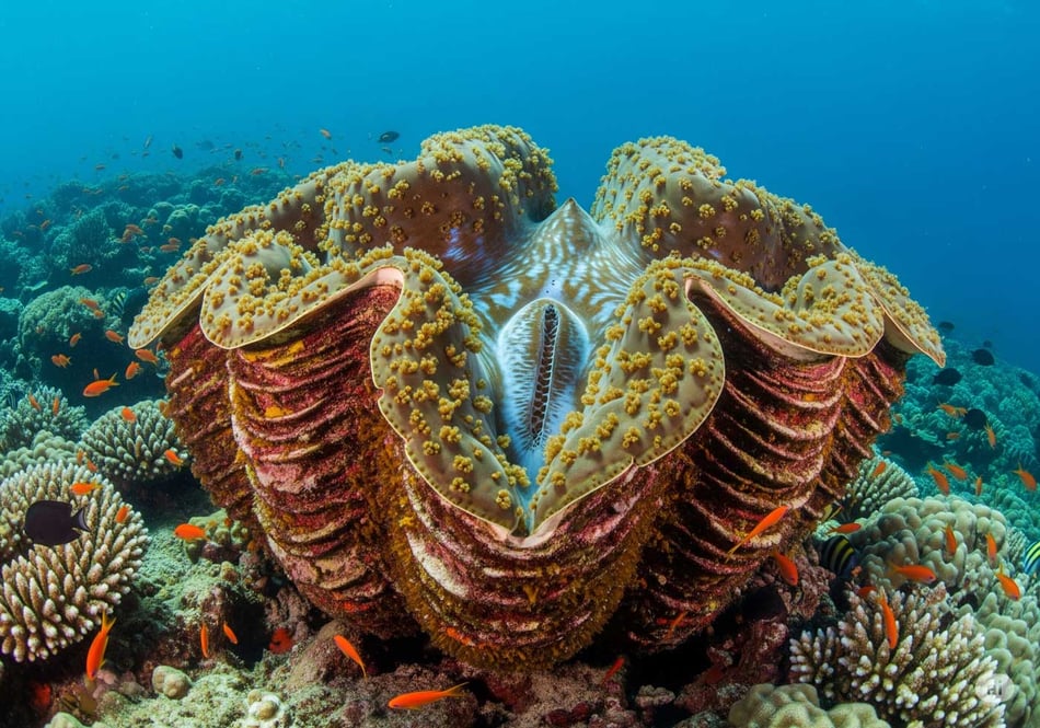 The tiny powerhouses of the reef: Understanding zooxanthellae and their critical role in marine ecosystems
