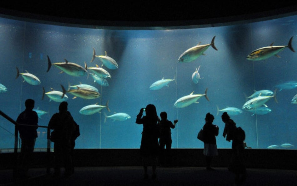 Japan's Aquariums Redefine Underwater Exploration