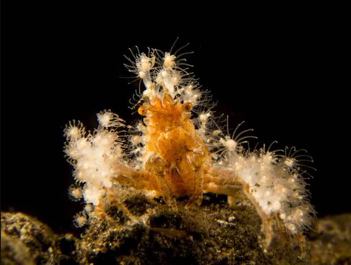 3-Decorator-Crabs