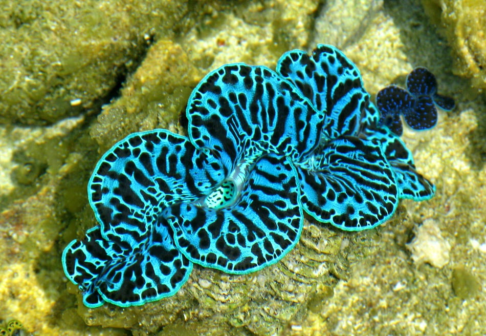 Giant clams in Nha Trang Bay: A look into the IMARCS Foundation's research on reef restoration