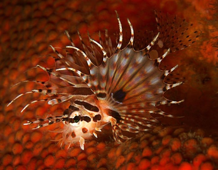 5 Zebra Lionfish 