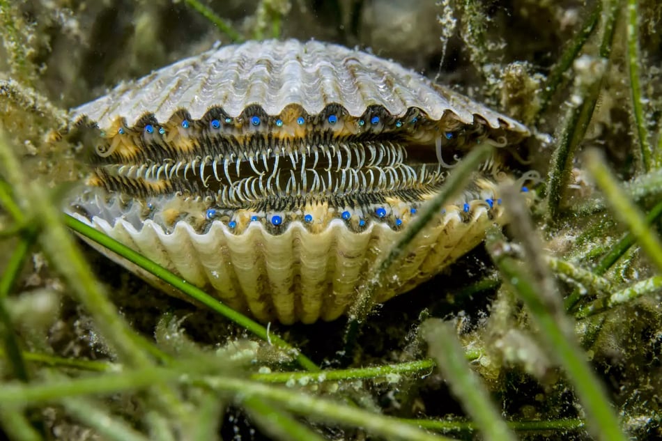 Current understanding of the potential for bivalves to be used as carbon sinks