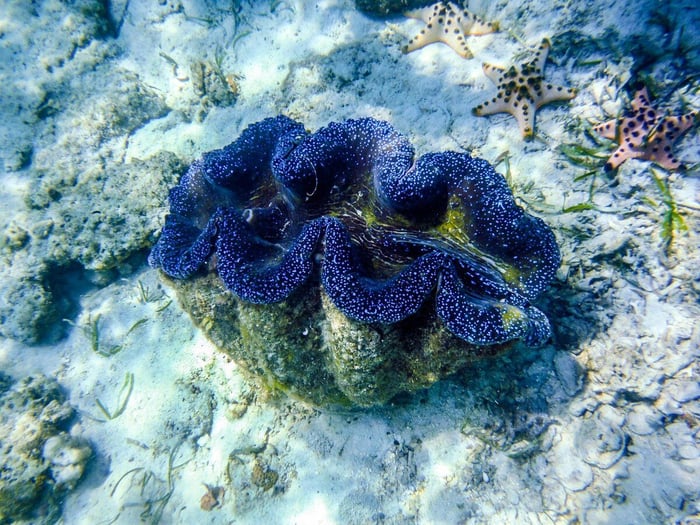 Giant Blue Ocean Clam IMARCS