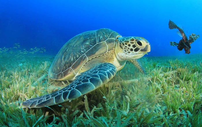 Green-Sea-Turtle