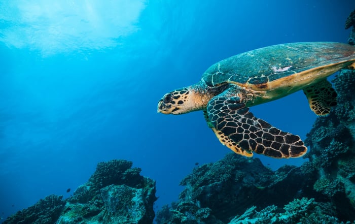 Hawksbill