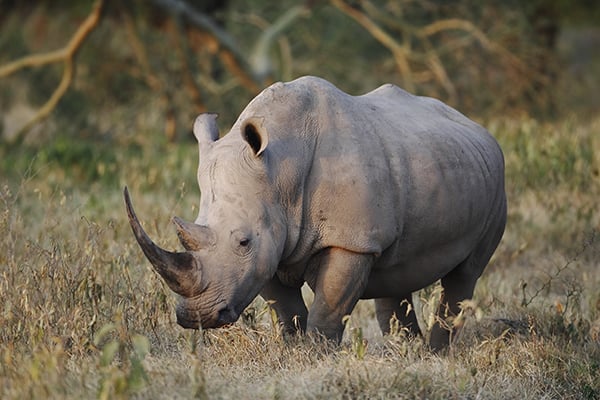 Highlands-Ngorongoro-rhino-sighting-HR