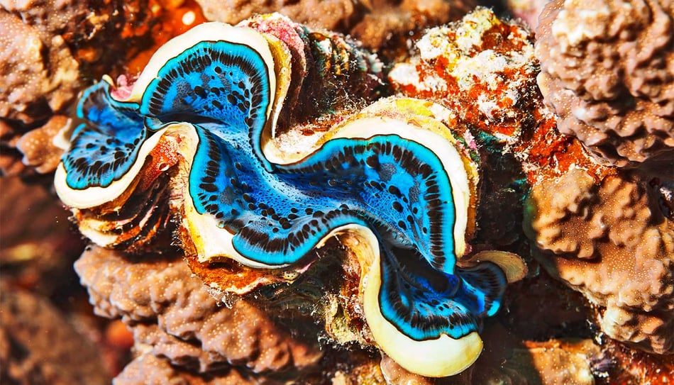 Why giant clams are crucial in maintaining healthy reefs - and regulating climate