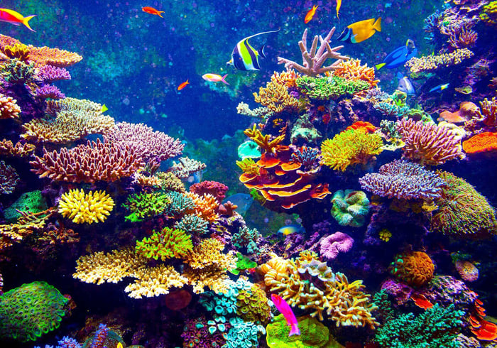 IMARCS - Giant clams vs. corals Their importance to reefs and the greater environment