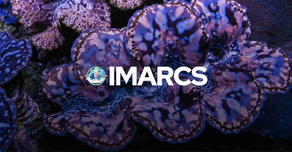 Looking back and ahead: Reflections on a year of achievements and what's next for the IMARCS Foundation