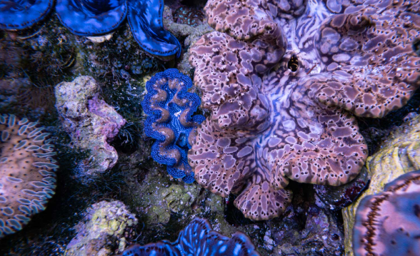 The History of Understanding Giant Clams