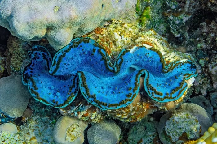 IMARCS-Giant-CLams-2025