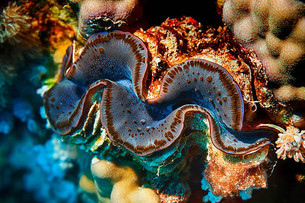 Where should giant clam re-introduction take place?