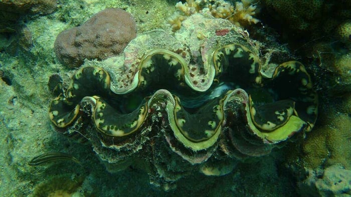 IMARCS-Giant_Clam-2