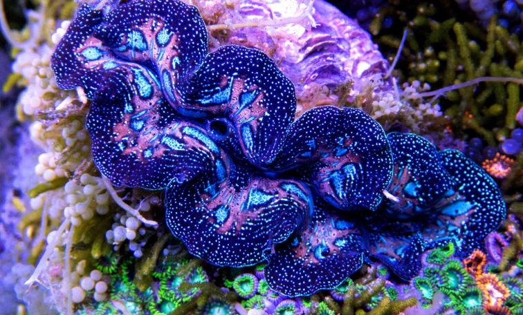 Understanding giant clams: Taxonomy and Reproduction