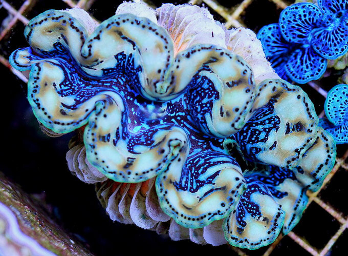 IMARCS-giant-clam-iridocyte