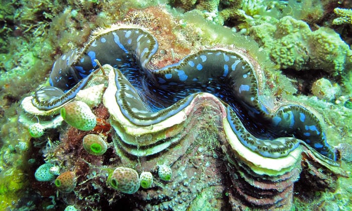IMARCS_large_giant_clam