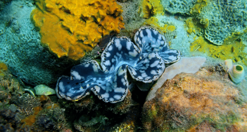 The importance of pH for dissolved CO2 uptake - why this matters for giant clams