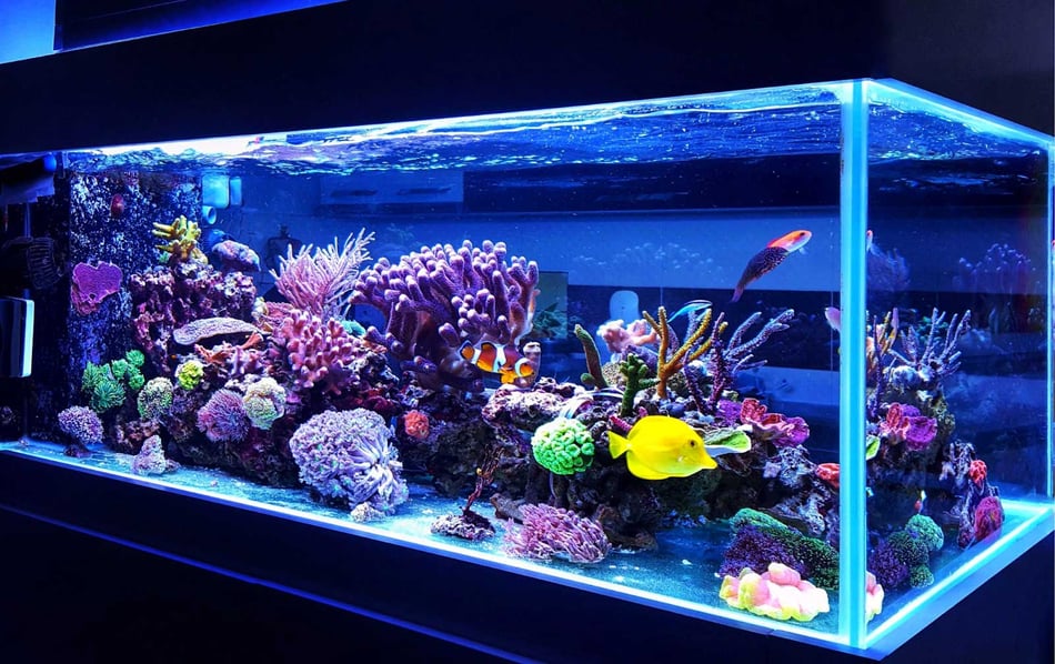Creating Oceans at Home: 5 Key Elements for Aquarium Success