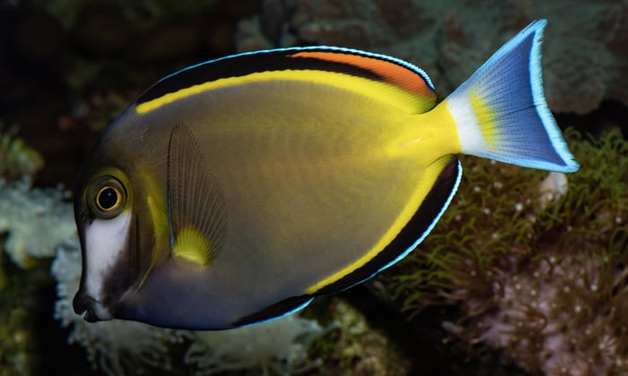 PowderBrownTang