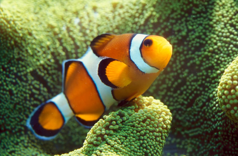 Saving NEMO Will Not Save Reefs - or Livelihoods