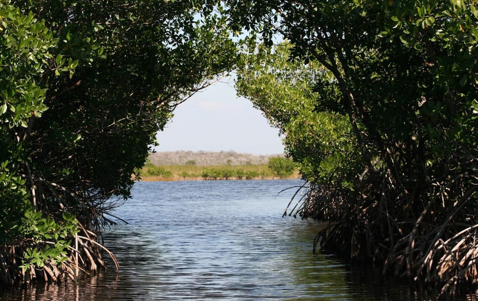 Rising Waters, Resilient Roots: Mangroves as Sentinels of the Coast