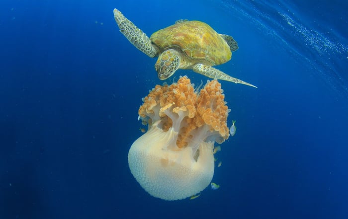 Sea Turtles as Jellyfish Predators