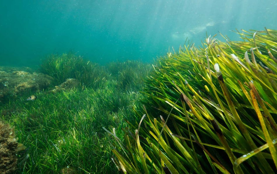 The Underwater Lungs of the World: Seagrass Meadows