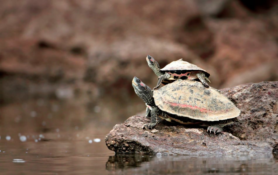 Tales of Tenderness: Marine Animal Parenthood