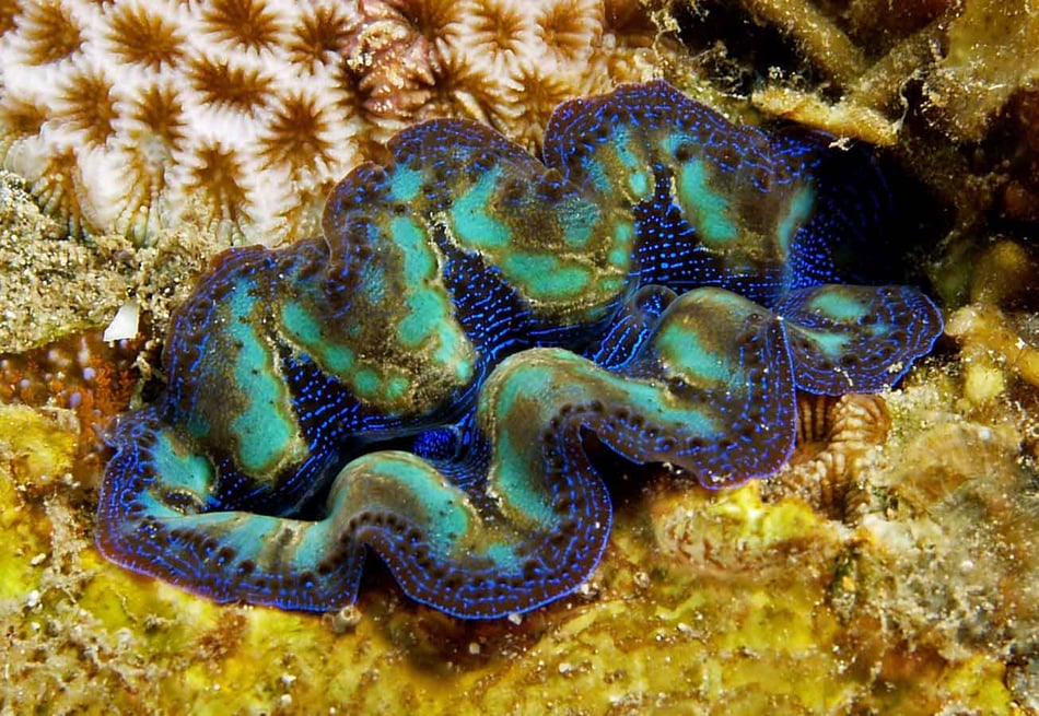 What is so special about giant clams?