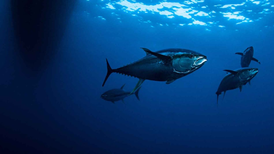 The Truth About Tuna: Japan's Sustainable Farming Secrets Exposed!