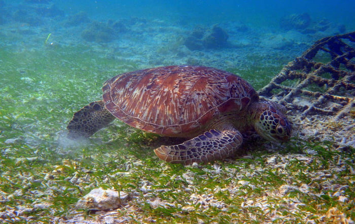Healthy Seagrass Forms Underwater Meadows That Harbor Diverse Marine Life