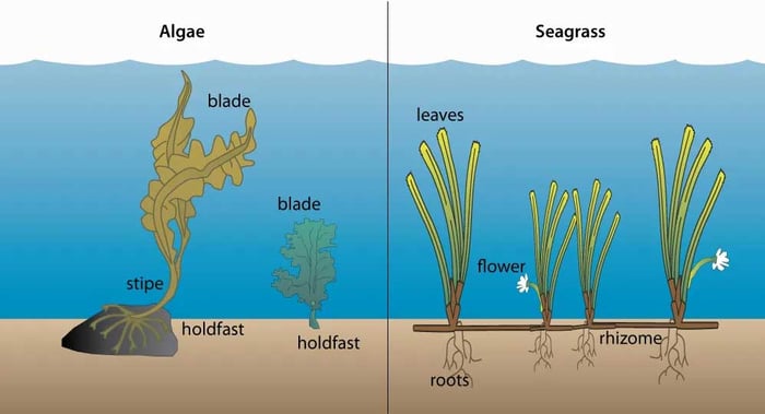 What-is-Seagrass