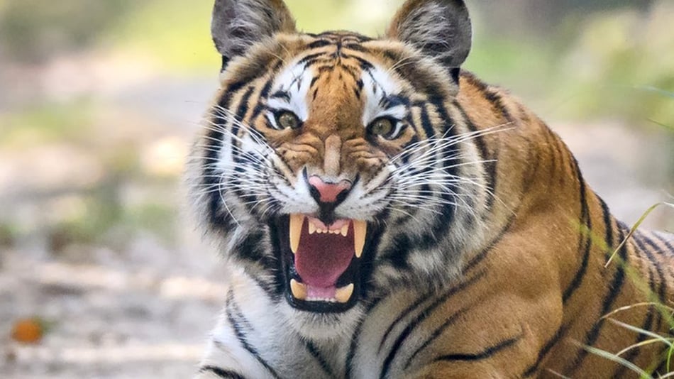 5 Endangered Species That Made a Comeback