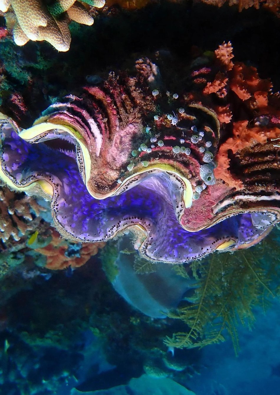 Can giant clams remove carbon? Looking at examples from shellfish farming CO2 sinks