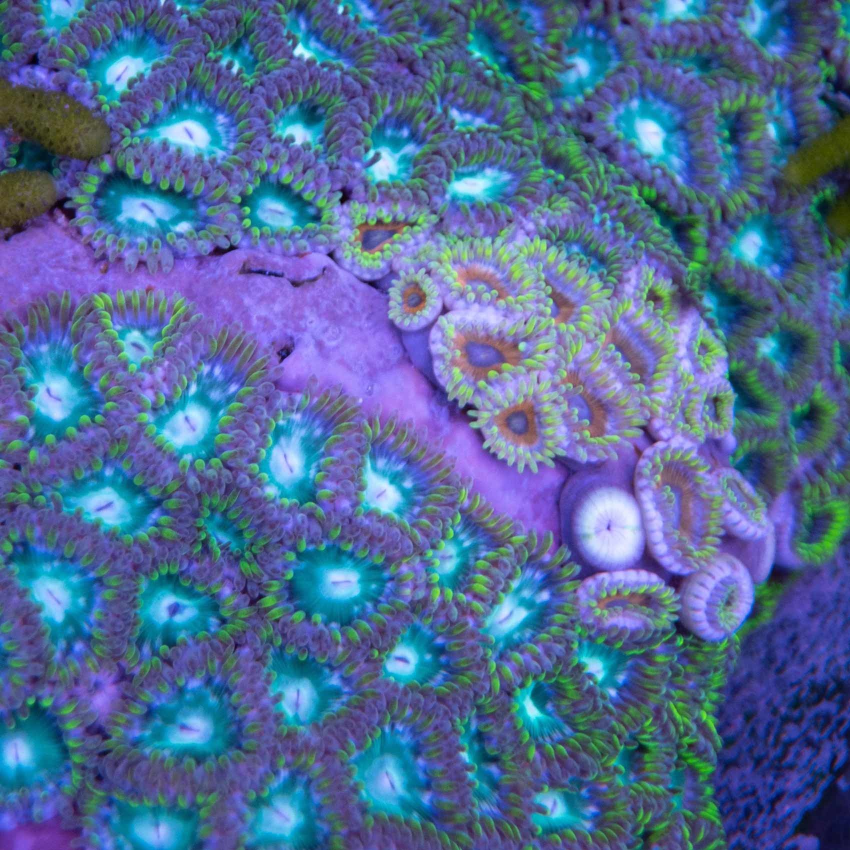 general----macro---IMARCS---colorful-0226---Large