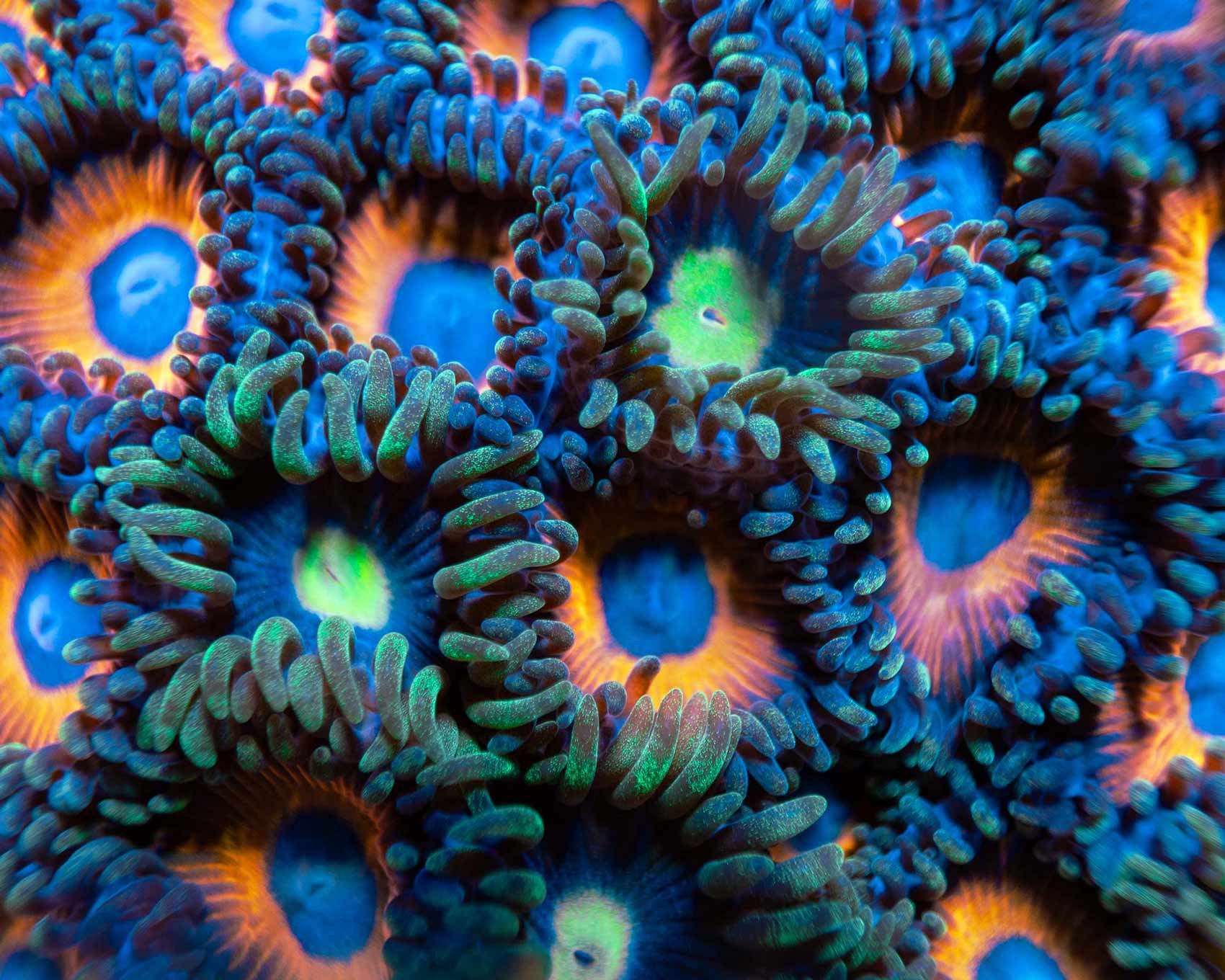 general----macro---IMARCS---colorful-4-1