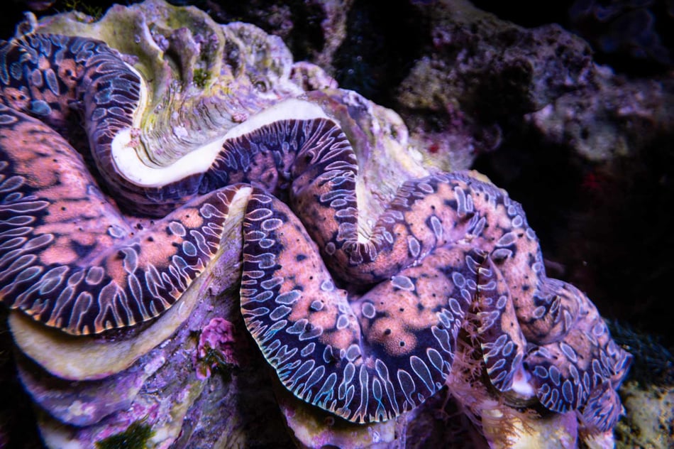 Unveiling the wonders of giant clams