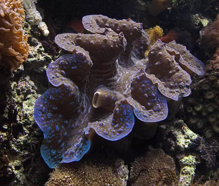 giant-clam-IMARCS