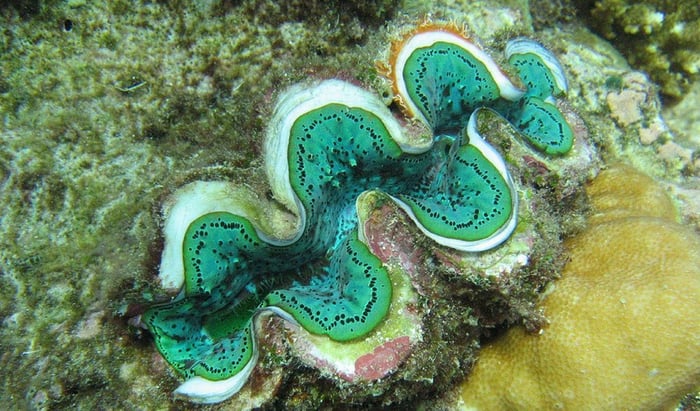 giant-clam