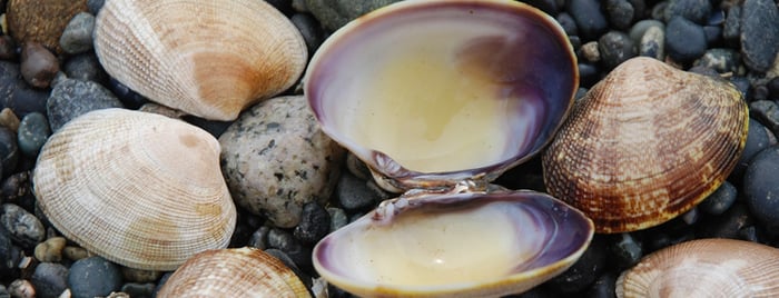 shellfish-mollusques-index