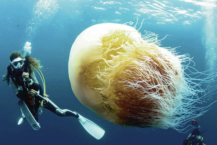 Journey with the Jellies: Up Close With the Nomura Jellyfish