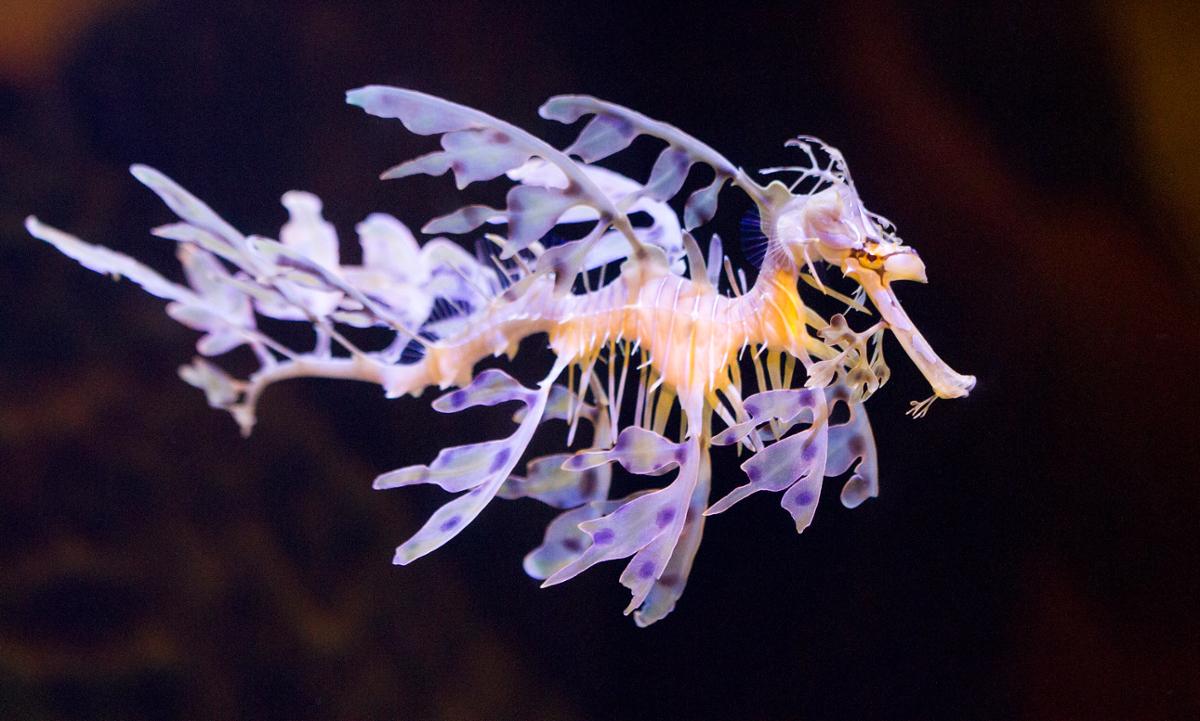 Decorator Crab - Oceana