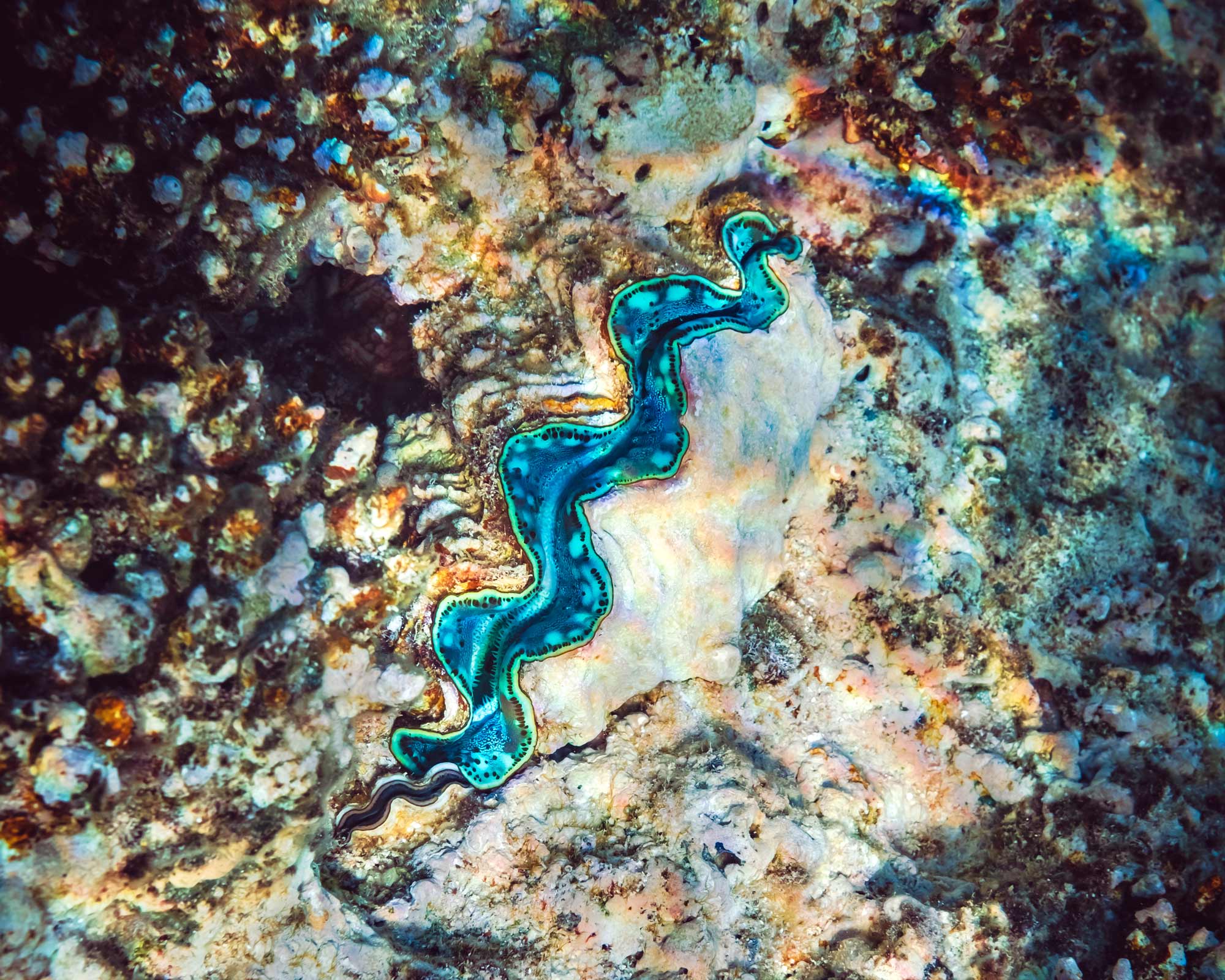 fluted-giant-clam-in-the-tropical-coral-reef-2021-09-02-07-11-55-utc